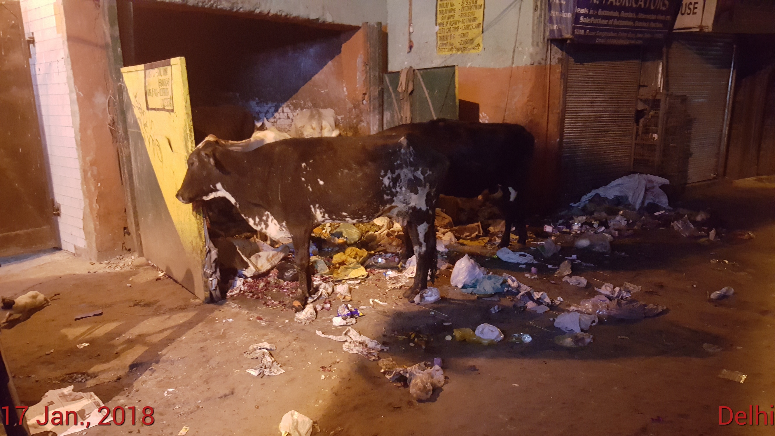 cows cleaning up the rubbish and having an enjoyable dinner in our local alley