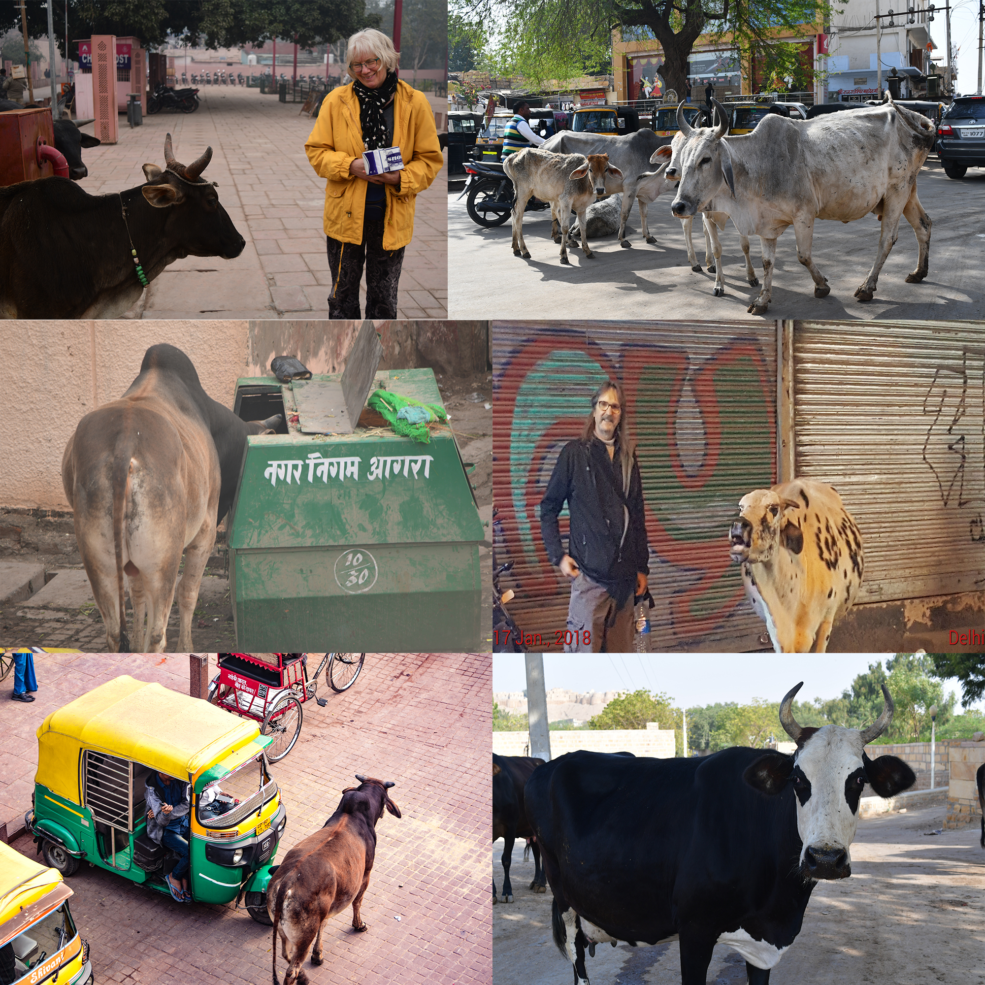 cows of Agra