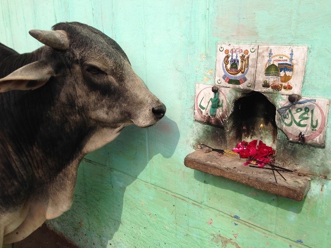 meditating cow in Agra - high on morning incense