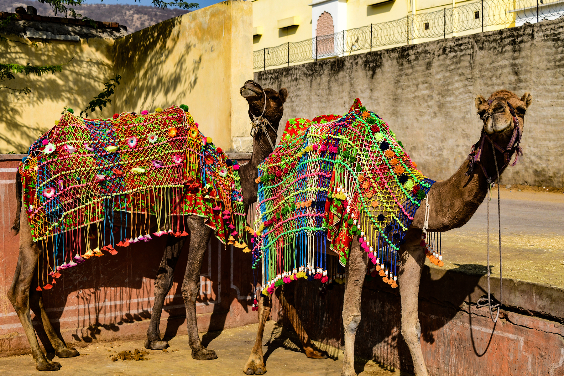 camels in Jaipur India
