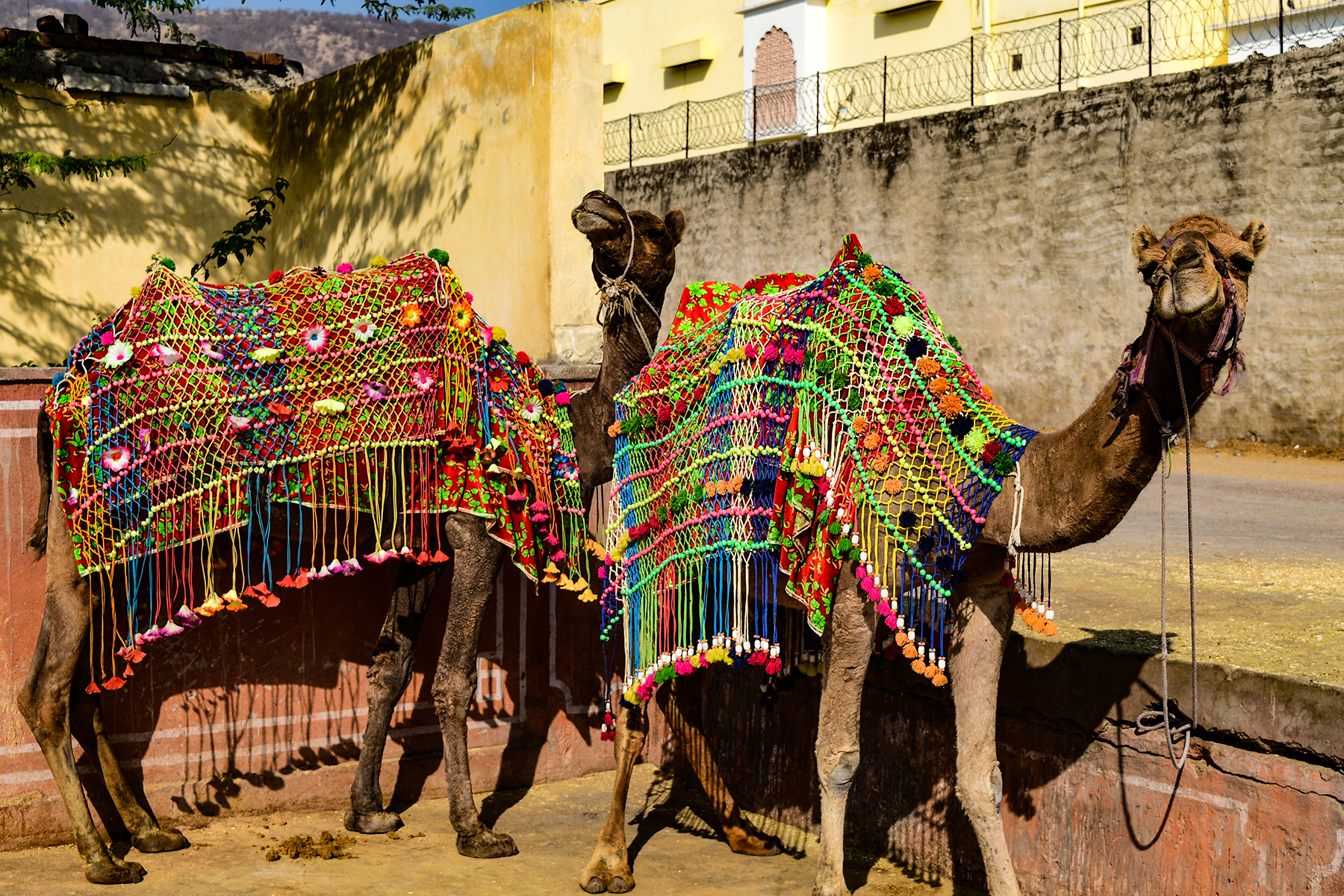 camels in Jaipur India
