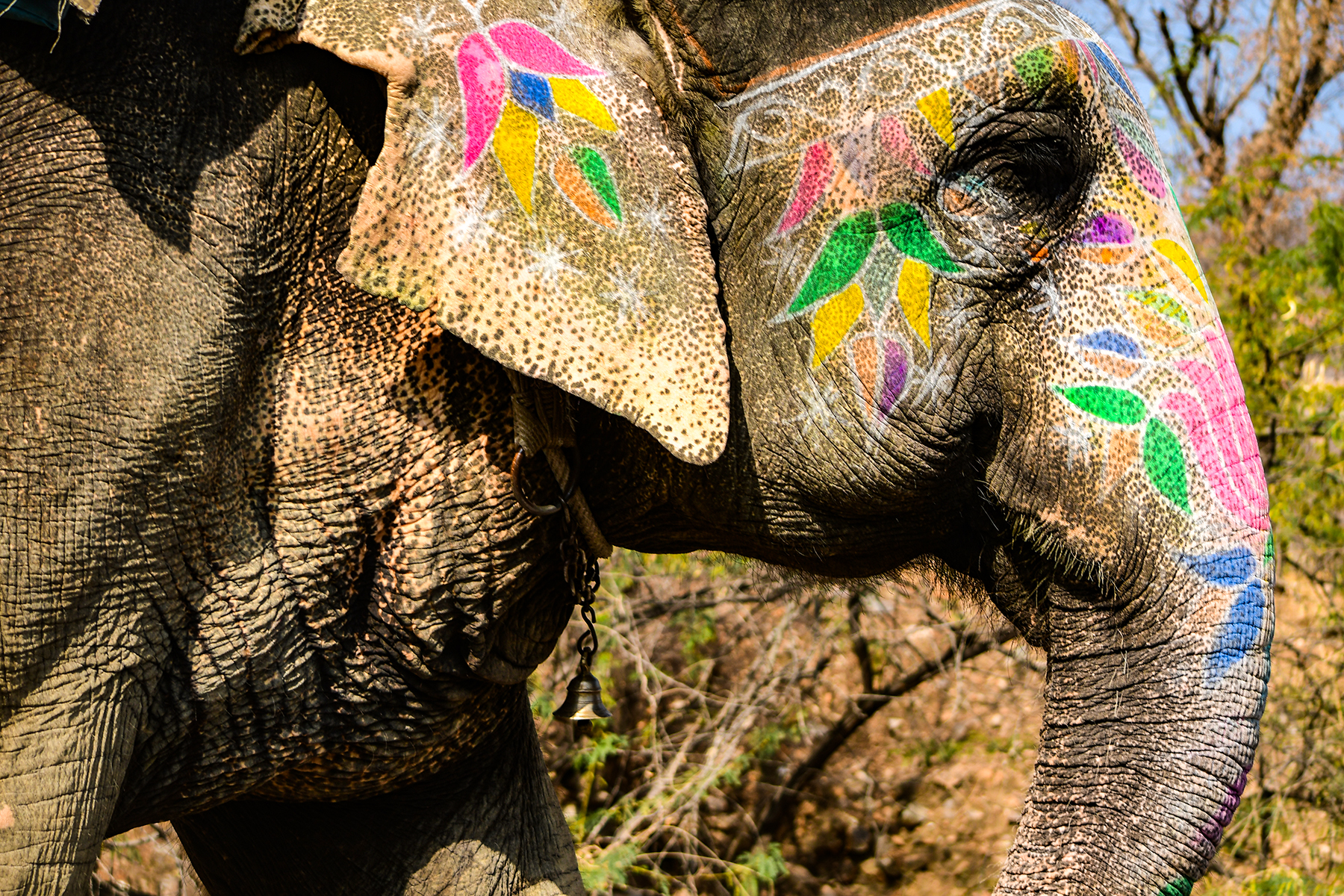 elephant on way to Amer fort in Jaipur